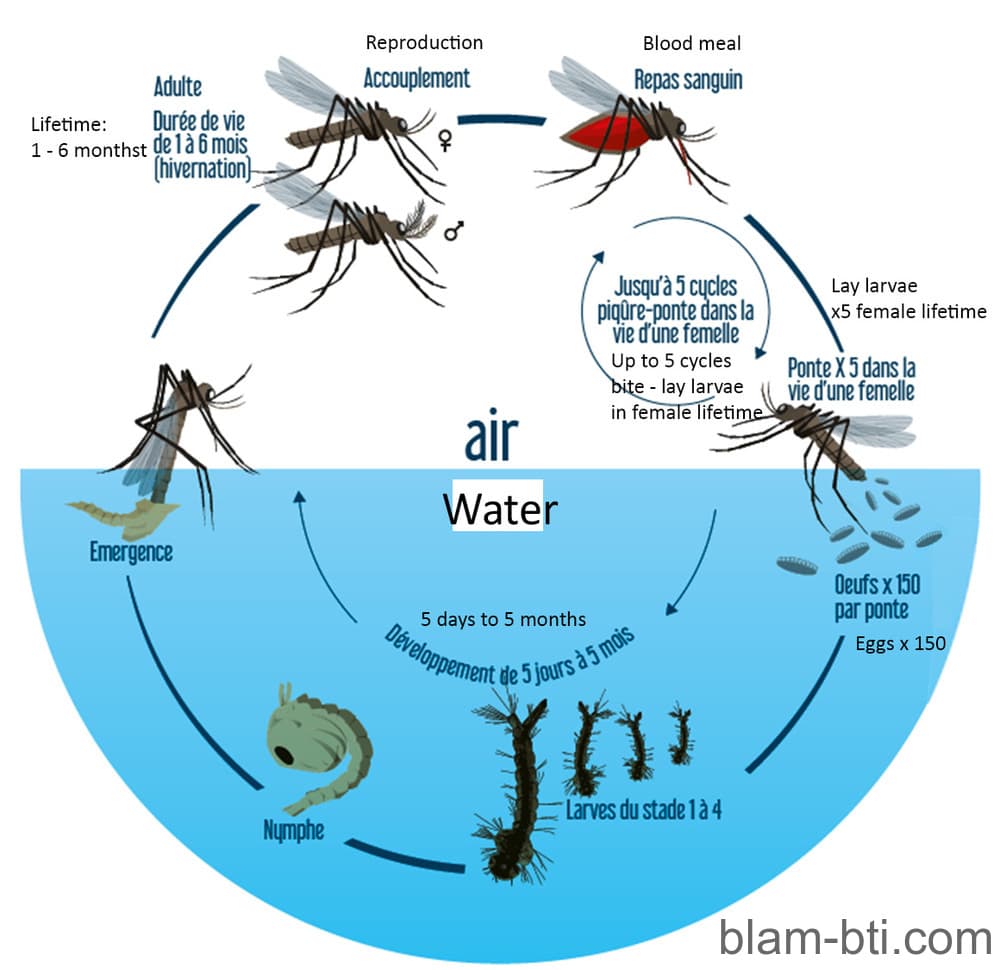 mosquito cycle