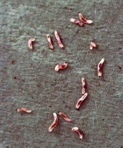 Getting rid of Fungus Gnats larvae with BLAM Bacillus Thuringiensis