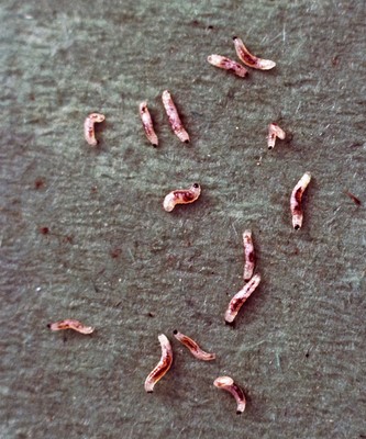 fungus gnat larvae