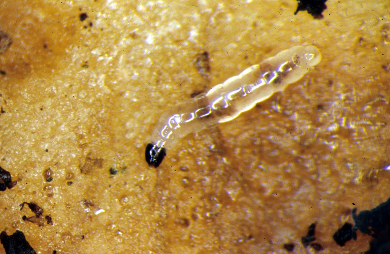 fungus-gnat-larvae